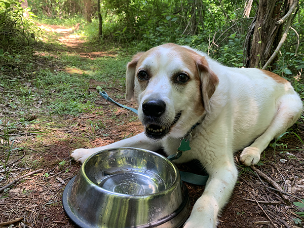 Dog on hiking trail